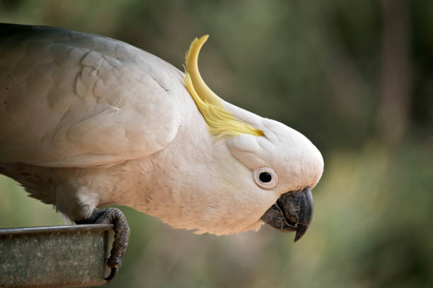 istock sulphur crested cockatoo 1083160872