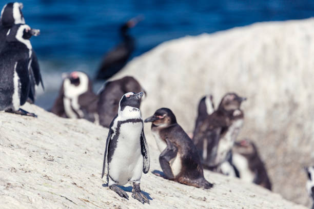 istock African penguin colony at Boulders beach 1083160938
