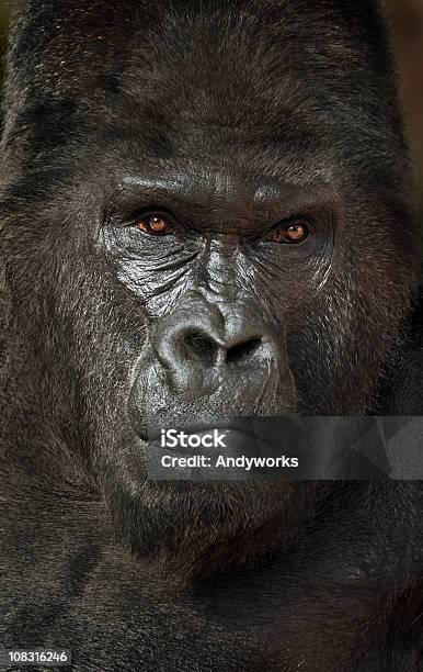 Silberrückengorilla Stockfoto und mehr Bilder von Gorilla - Gorilla, Tierkopf, Silberrücken-Gorilla