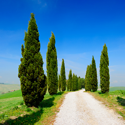 Cypress Trees along Winding Dusty Farm Road in Tuscany Landscape