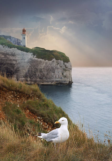 istock Sea landscape with rock, lighthouse and seagull 108316283