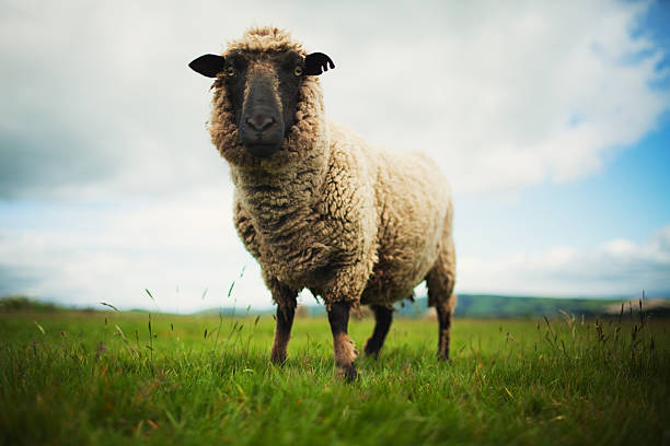 istock Lamb, New Zealand meadow 108316294