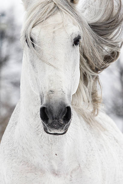 어린이 바람 - horse stallion andalusia white 뉴스 사진 이미지