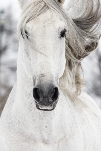 Portrait of a white horse taken from behind on a dark background.