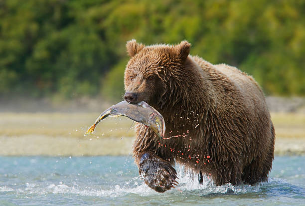 brown bear con salmón rosado - bear hunting fotografías e imágenes de stock