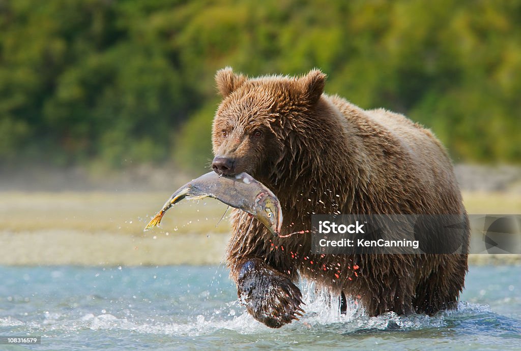 Brown Bear with Pink Salmon  Bear Stock Photo