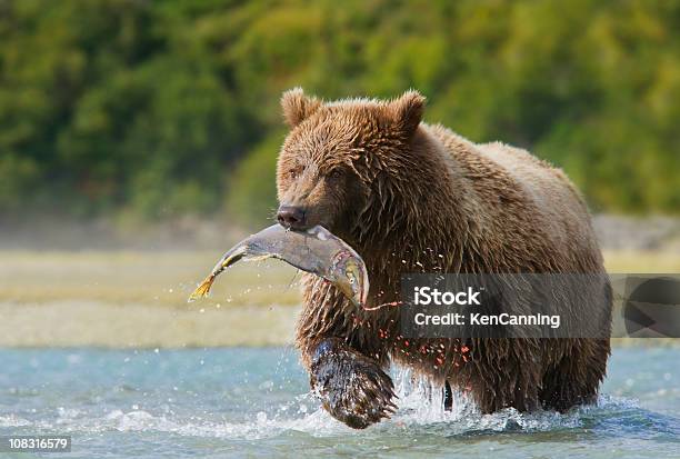 Brown Bear With Pink Salmon Stock Photo - Download Image Now - Bear, Animals Hunting, Brown Bear