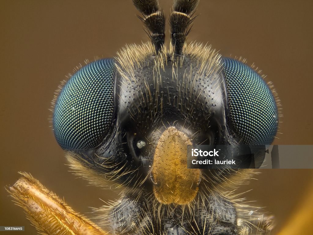 ミナミコメツキフライ[Stratiomyidae ] - カラー画像のロイヤリティフリーストックフォト