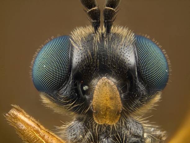 istock Soldier Fly [Stratiomyidae] 108316645