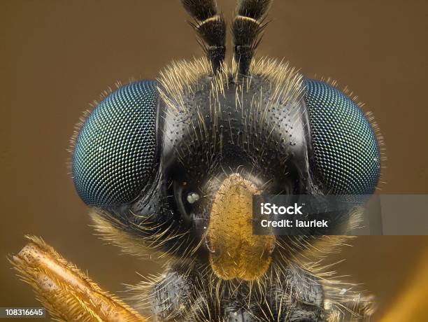 Soldier Fly Stratiomyidae Stock Photo - Download Image Now - Animal Body Part, Animal Hair, Close-up