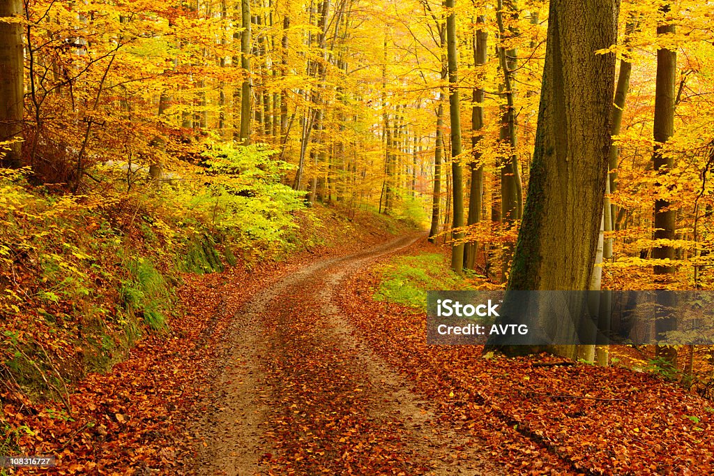 Hiking percorso attraverso la Foresta in autunno albero misti - Foto stock royalty-free di Albero