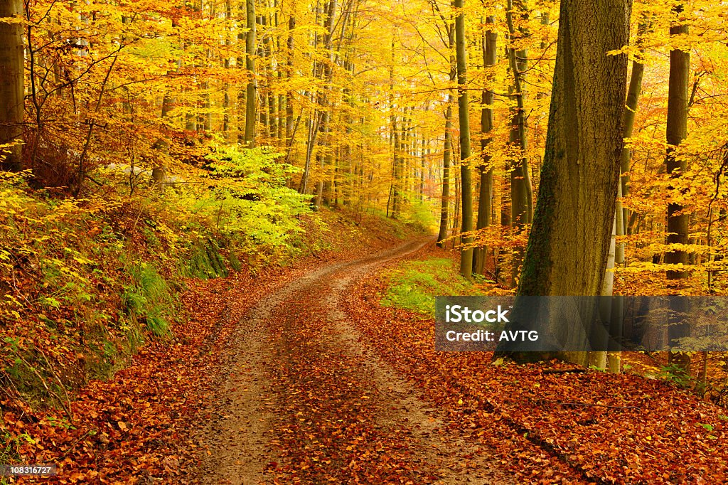 Trilha para caminhada através da Floresta de outono folhas de árvore - Foto de stock de Beleza natural - Natureza royalty-free