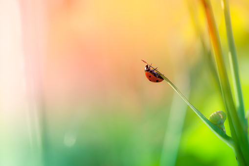 A ladybird (Coccinella septempunctata) sitting on a green plant in a garden, raindrops