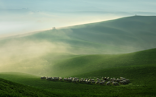 Pastoreo de ovejas en niebla ondulante paisaje de Toscana al atardecer photo