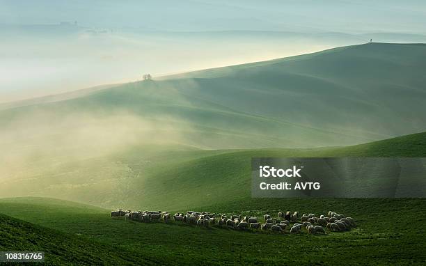 Sheep Grazing In Foggy Rolling Tuscany Landscape At Dawn Stock Photo - Download Image Now