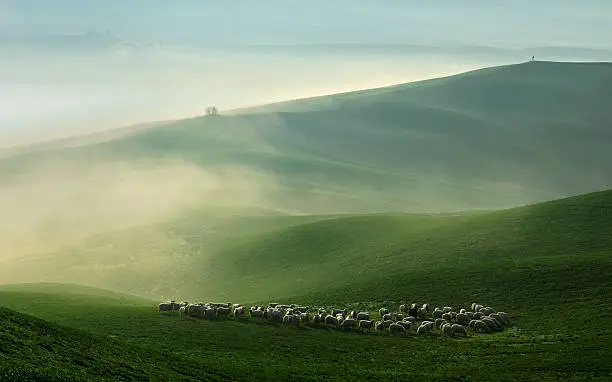 Sheep Grazing in Foggy Rolling Tuscany Landscape at Dawn