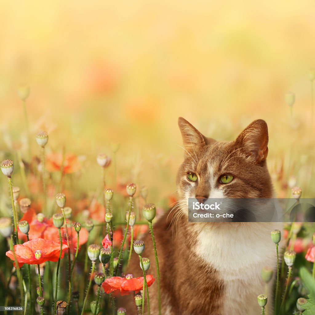 Gatto sul campo di papaveri - Foto stock royalty-free di Gatto domestico