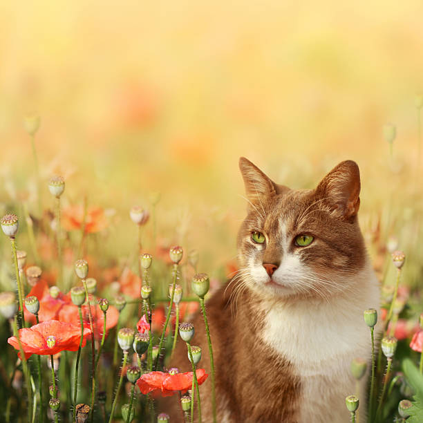 gato no campo de papoila - field poppy single flower flower imagens e fotografias de stock