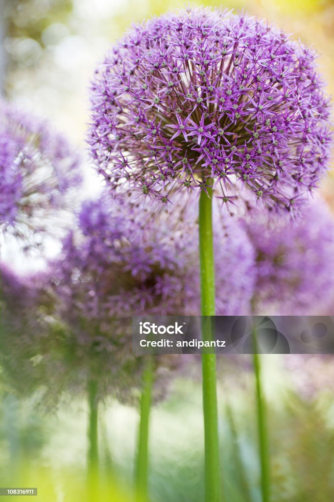 Alium, Alabama  Allium Flower Stock Photo