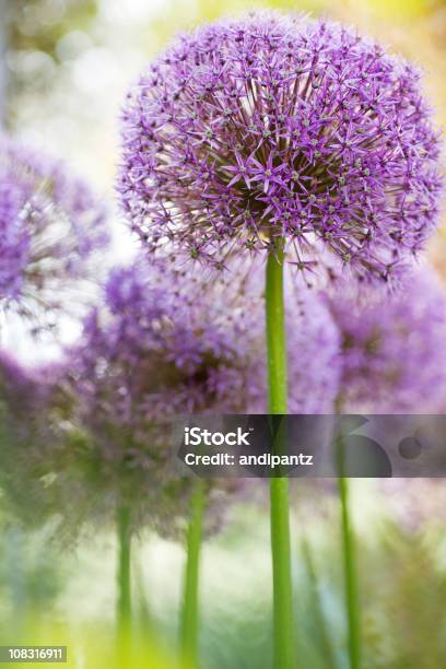 Alium Alabama Stock Photo - Download Image Now - Allium Flower, Flower, Beauty In Nature