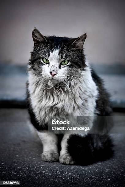 Kot Pozbawionych - zdjęcia stockowe i więcej obrazów Kot domowy - Kot domowy, Brudny, Niehigieniczny