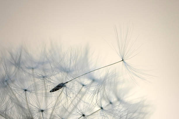 istock Seeds of Dandelion -  Close up 108317133