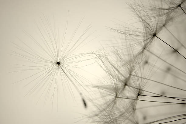 istock Seeds of Dandelion -  Close up 108317134