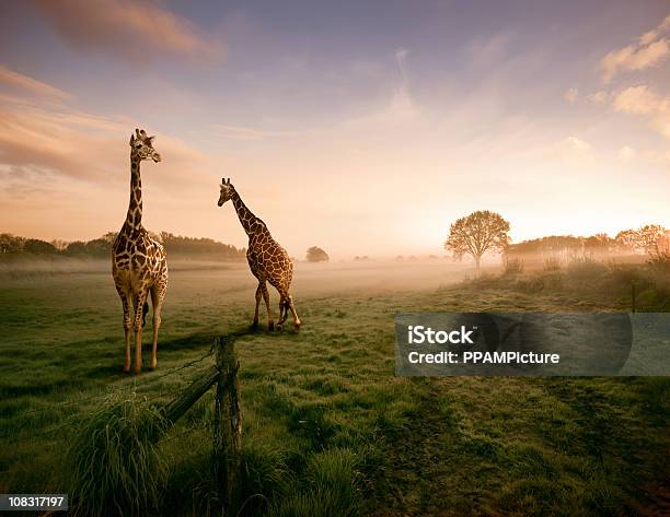Zwei Giraffen Stockfoto und mehr Bilder von Afrika - Afrika, Giraffe, Kenia