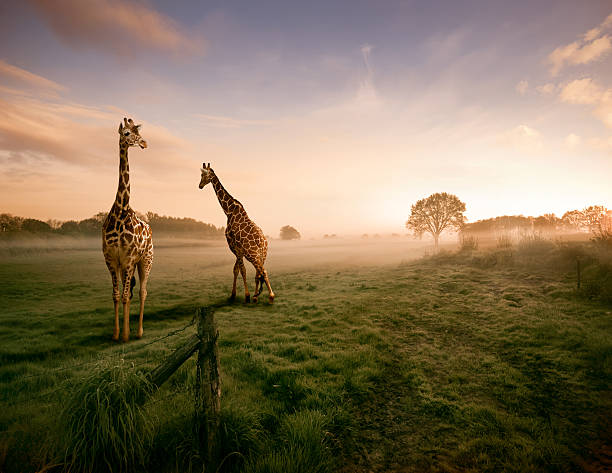 deux girafes - savane photos et images de collection