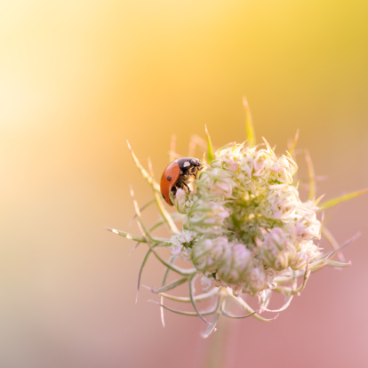Ladybug sitting on top of wildflower during sunset
[url=/search/lightbox/4993571][IMG]http://farm4.static.flickr.com/3051/3032065487_f6e753ae37.jpg?v=0[/IMG][/url]