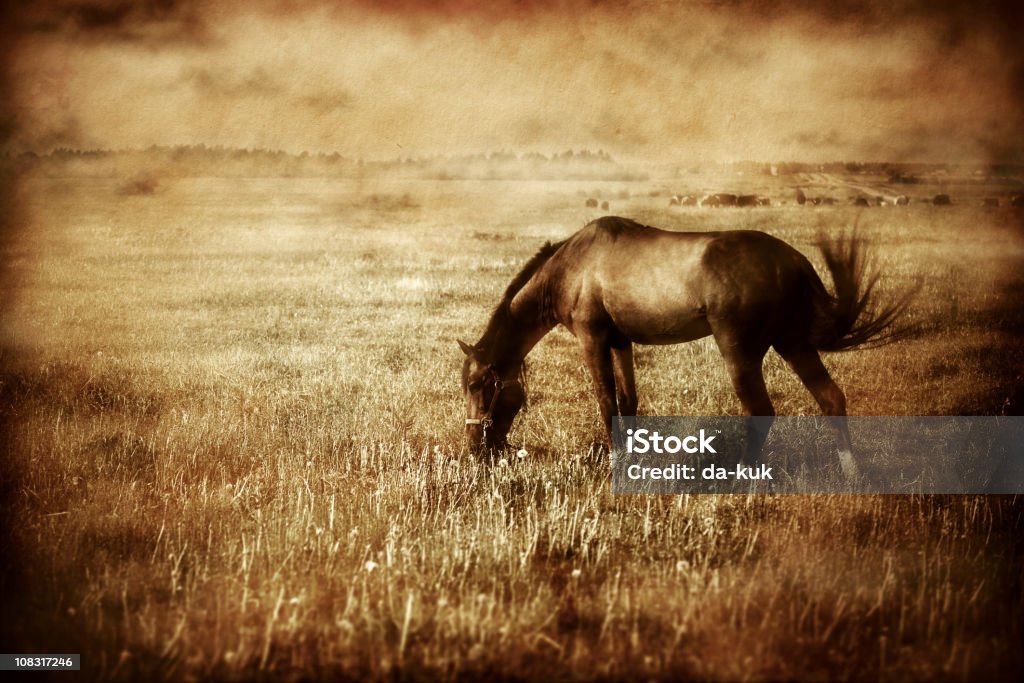 Fotografie Vintage di cavallo - Foto stock royalty-free di Ambientazione esterna