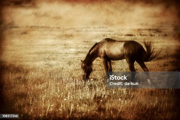 Fotografie Vintage Di Cavallo - Fotografie stock e altre immagini di Ambientazione esterna - Ambientazione esterna, Ambientazione tranquilla, Animale