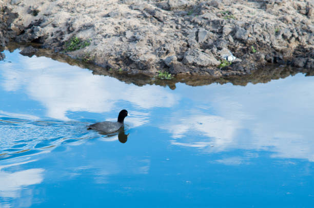 Some Coot birds swimming around a still reflective lake at sunset