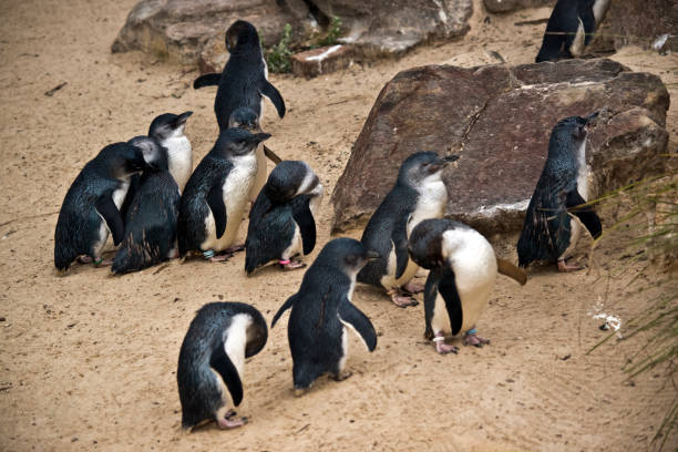 istock fairy penguins also known as little penguins 1083203092