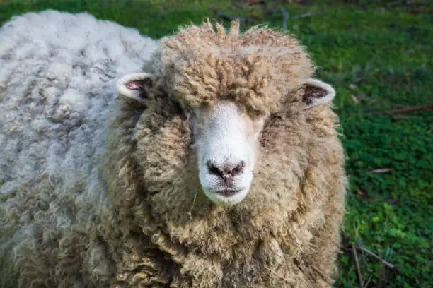 Close up of woolly sheep looking at the camera on a sunny winter day, Ardenwood Historical Farm, Fremont, California