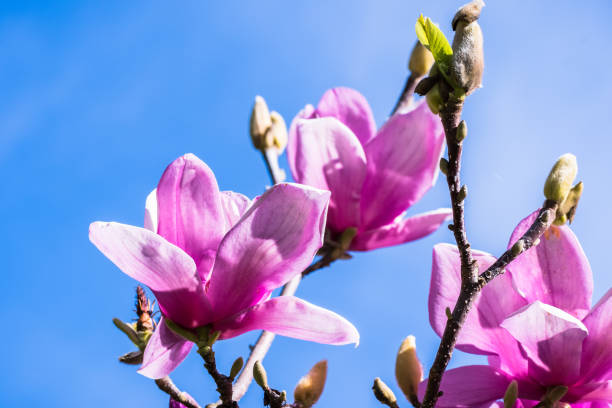 istock White and Pink Magnolia blossoms and buds; blue sky background 1083204748