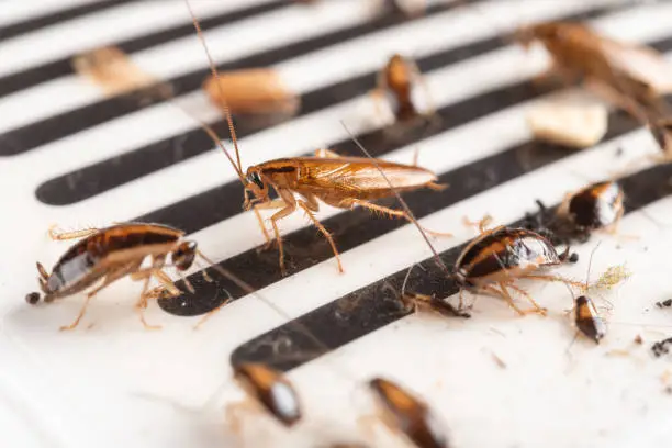 Photo of lots of cockroaches have been caught by the sticker or catcher