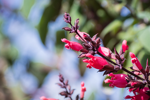 Hummingbird sage (Salvia spathacea) flowers, California