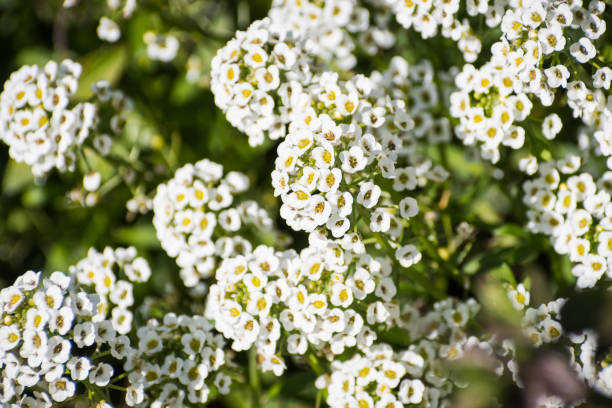 istock Close up of Alyssum flowers (Lobularia maritima) 1083207462