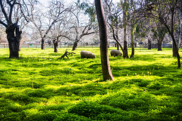 sheep grazing on a meadow covered in bermuda buttercup flowers on a bright winter day, ardenwood historic farm (local public park), fremont, east san francisco bay area, california - winter farm vibrant color shadow imagens e fotografias de stock