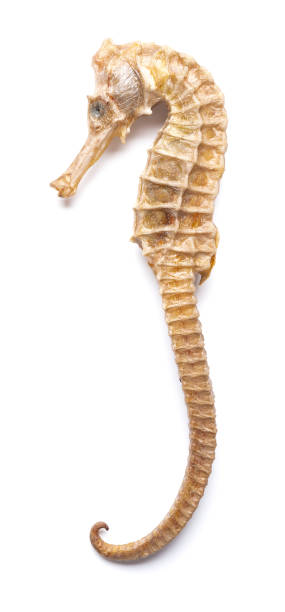istock dried giant size seahorse on white background 1083213830