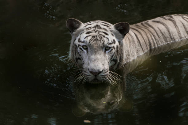 istock white tiger swiming in the forest 1083218086