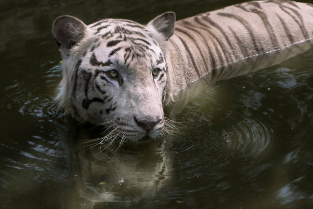 istock white tiger swiming in the forest 1083218088