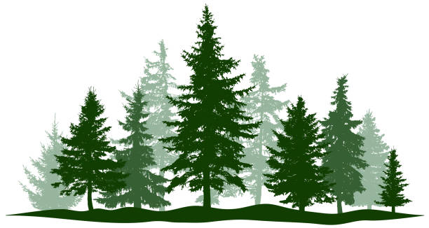 ilustrações, clipart, desenhos animados e ícones de pinho verde da floresta verde, árvore isolada. árvore de natal do parque. objetos individuais, separados. ilustração vetorial - pine tree forest summer evergreen tree