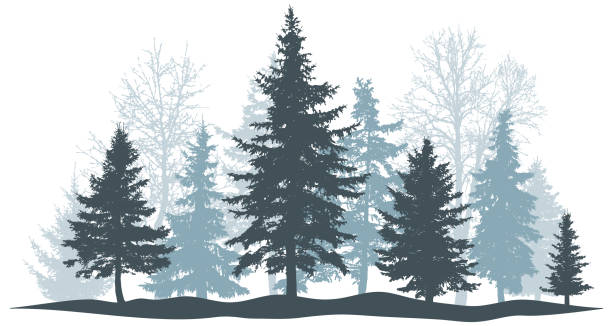 illustrazioni stock, clip art, cartoni animati e icone di tendenza di foresta invernale pino sempreverde, albero isolato. parcheggia l'albero di natale. oggetti singoli e separati. illustrazione vettoriale - pine tree evergreen tree backgrounds needle