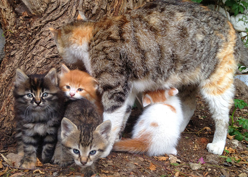 Mother cat feeding with babies