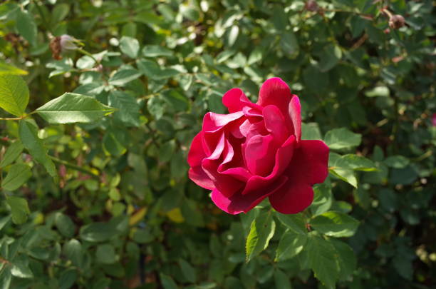 istock Rose 