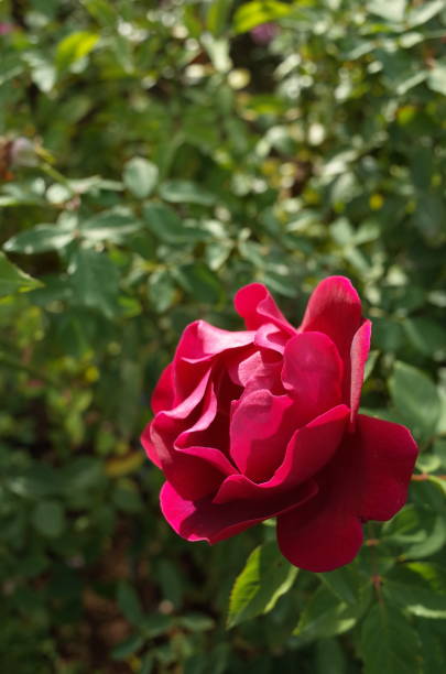 Flower of Rose