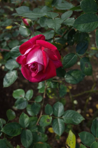 istock Rose 