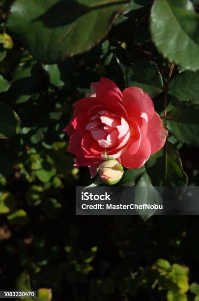 Rose Ruru Light Pink Stock Photo - Download Image Now - Autumn, Beauty, Beauty In Nature